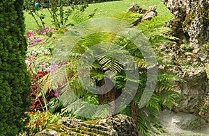 Tree fern Cyatheales photo