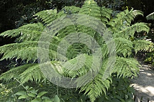 Tree fern Cyatheales photo