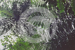 Tree fern fronds radiating from the trunk.