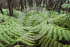 Tree fern growing in rainforest