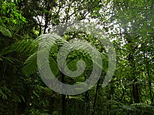 tree fern growing under dense tree cover, tropical jungle of gua