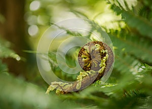 Tree fern koru frond unfurling