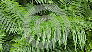 Tree lush fern leaves