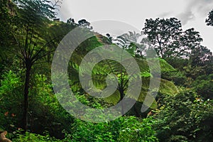 Tree Fern in rain forest