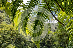 Tree fern at a rain forest