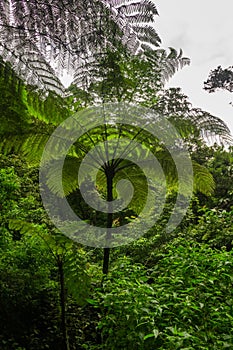 Tree Fern in rain forest