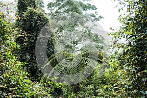 Tree fern in the rainforest of Australia