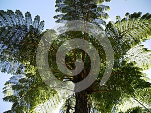 Tree fern in the Reunion island, mascarene island photo