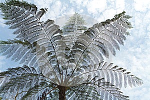 Tree fern silhouette