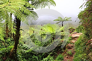 Tree fern trail in Guadeloupe