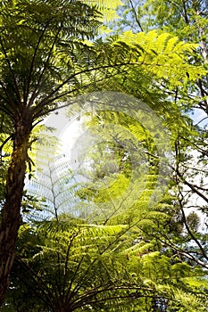 Tree ferns