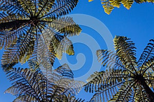 Tree ferns against blue sky