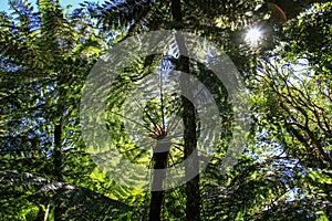 Tree Ferns, Amboro National Park, Samaipata, Bolivia photo