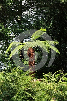 Tree Ferns (Cyatheales)