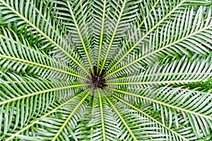 The tree ferns Dicksonia antarctica are the ferns that grow with a trunk elevating the fronds above ground level