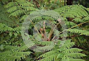 Tree Ferns or German Joe, St. Vincent and the Grenadines photo