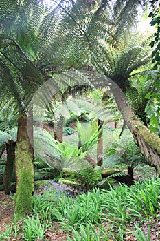 Tree Ferns At Trewidden Garden, Cornwall, UK photo