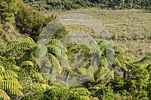 Tree ferns growing on marshes