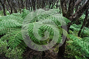 Tree ferns growing in rainforest