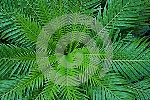 Tree ferns leaves, pattrn of nature photo
