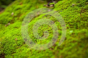 Tree ferns and moss on rocks. close up, thailand