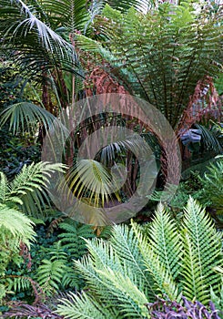 The tree ferns and palm trees in the park of Quinta da Regaleira. Sintra. Portugal