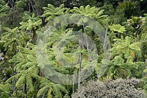 Tree ferns in rainforest