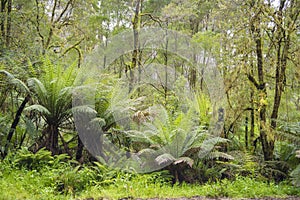 Tree ferns in rainforest of Otway National Park, Southern Australia, Victoria