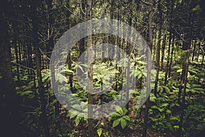 Tree ferns standing between redwood forest in New Zealand