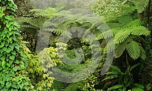 Tree ferns at tropical highland of Borneo forest