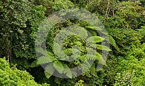 Tree ferns at tropical highland of Borneo forest