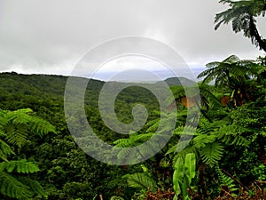 tree ferns and tropical rainforest landscape of guadeloupe