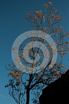 a tree with a few leaves in the middle of it