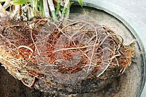 Tree fibrous root that grow too much In small pot, Lack of nutrients and minerals in the soil.