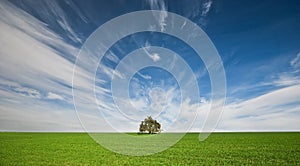 Tree in a field