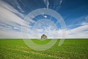 Tree in a field