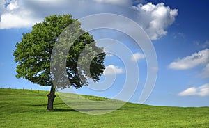 Tree on field