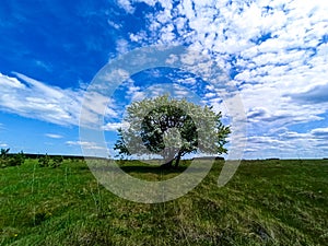 Tree in the field.