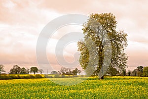 Tree with Field