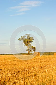 Un árbol sobre el 