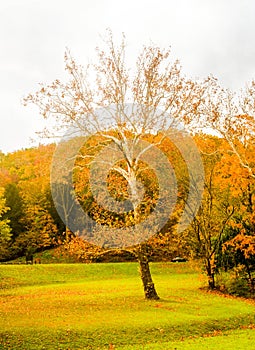 Tree in Field