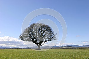 Tree in Field