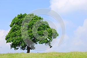 Tree in a field against a blue sky