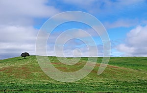 Tree in field at alentejo, Portugal