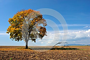 Tree in field in autumn