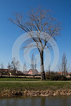 Tree, field and a blue sky