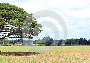 Tree on the field and cloud background.In the noon time.