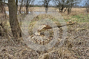 Tree in a field cut by beavers. Wild nature