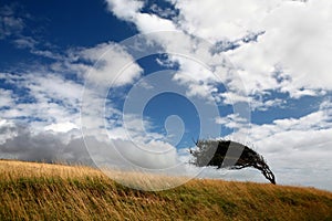 Tree on a field deformed by wind