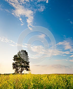 Tree in field of flowers